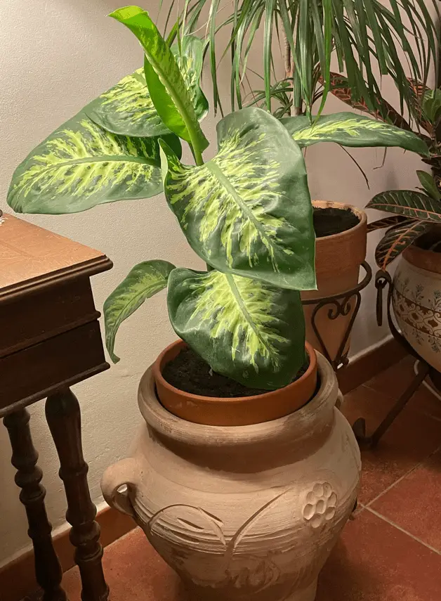 Dieffenbachia Dumb Cane Best Indoor Plant
