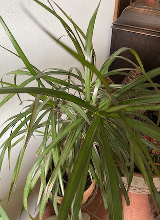 Dracaena Poisonous Houseplant