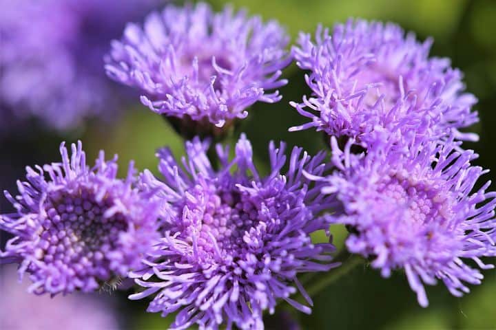 Floss Flower Outdoor Plants That Repel Mosquitoes