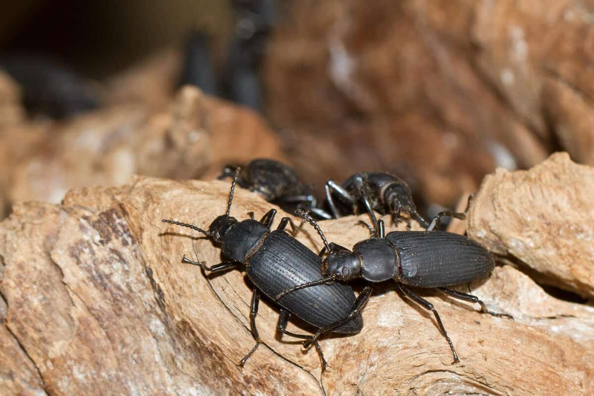 Ground Beetles