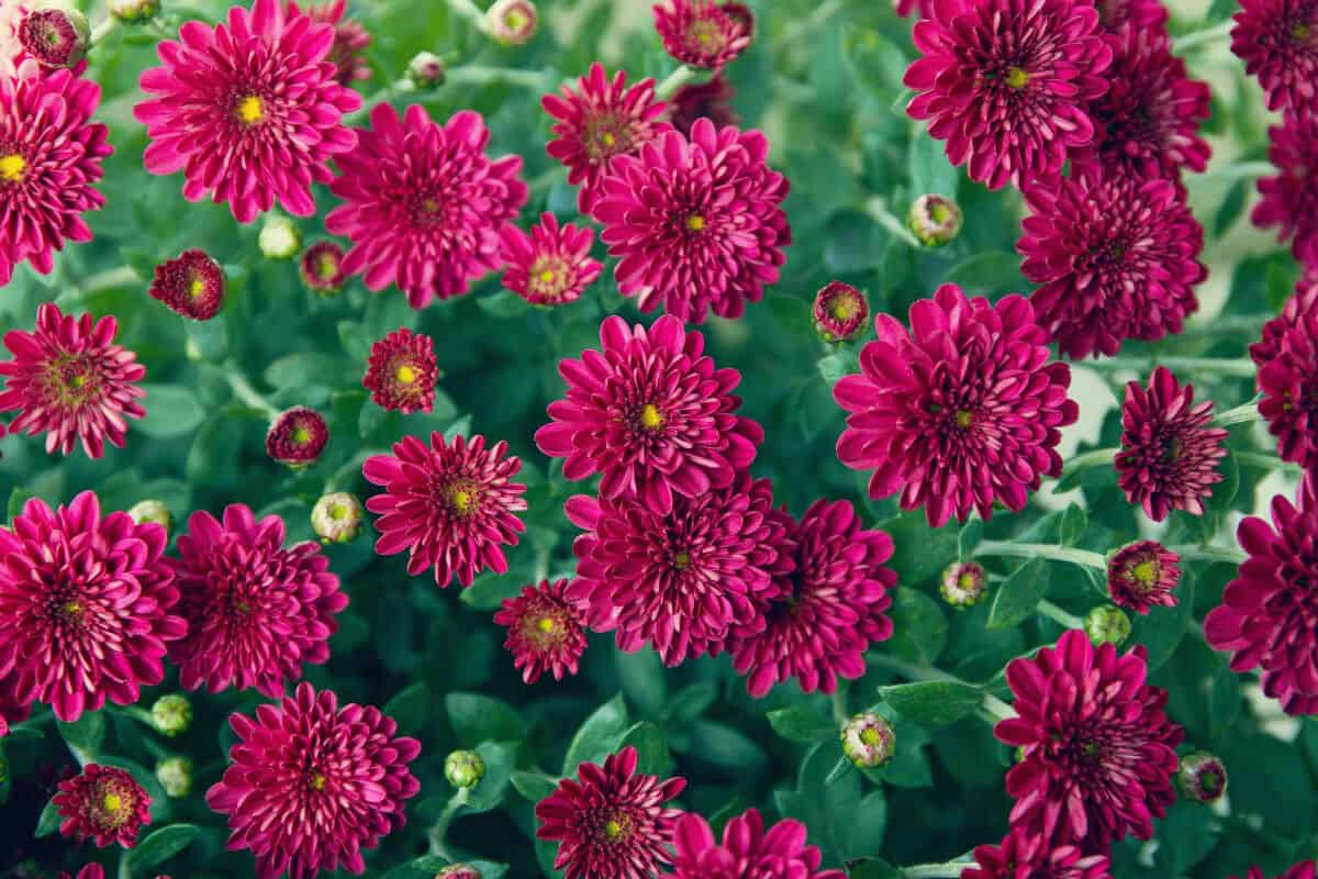 31 Gorgeous Plants With Red Flowers (and Pictures) - Smart Garden and Home