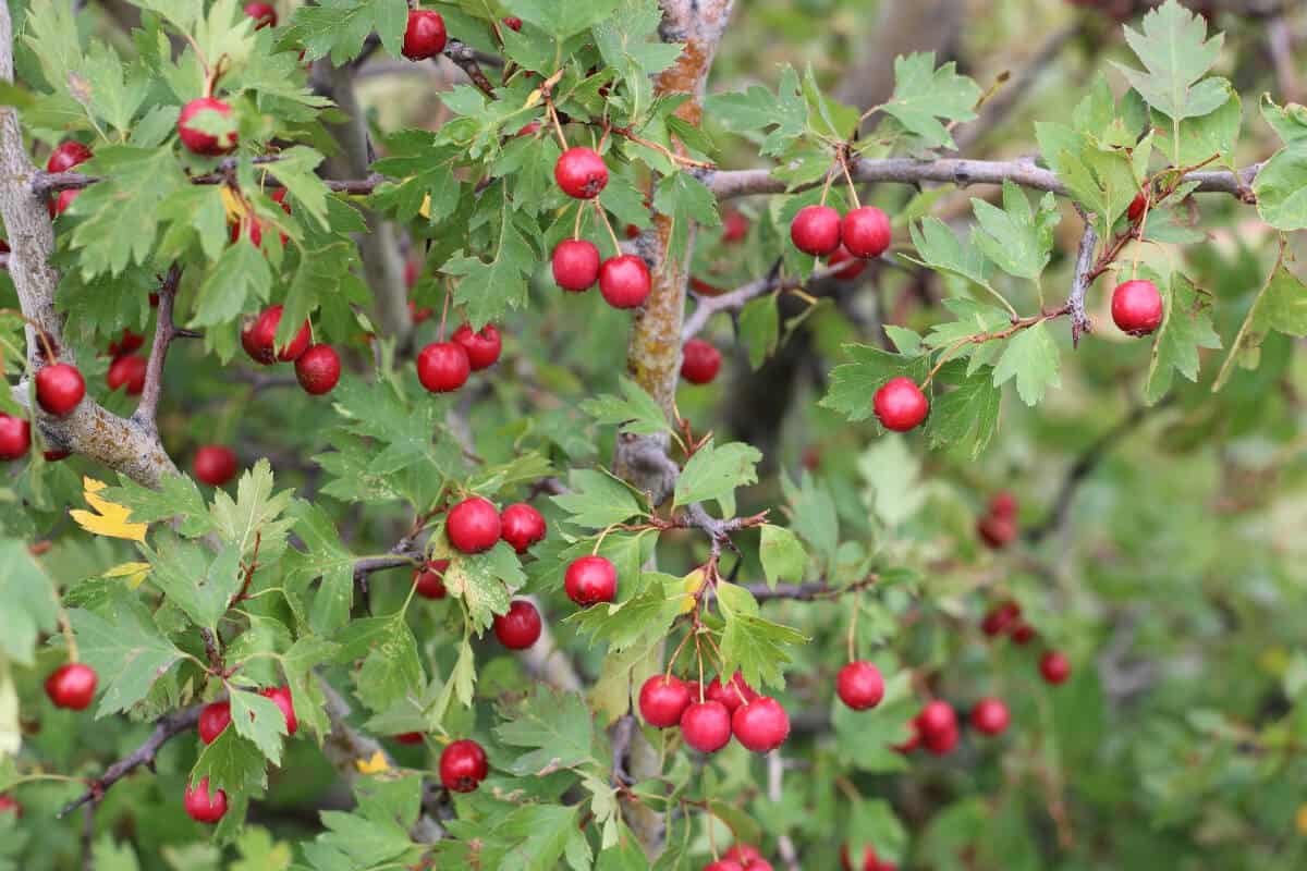 Hawthorn