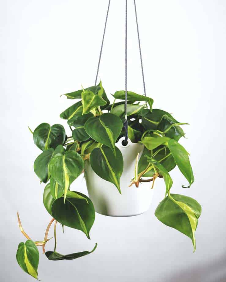 Heart Leaf Philodendron Plant Indoor Climbing Plant