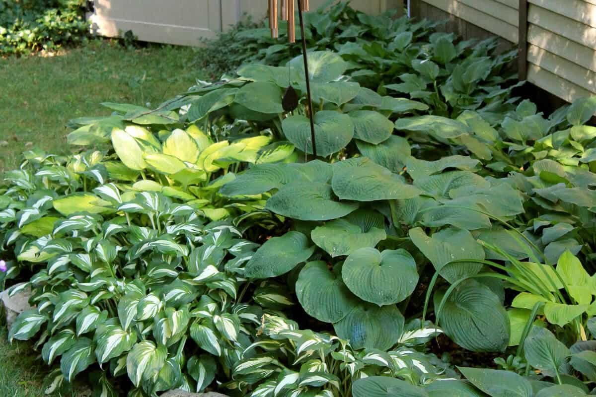 Hosta