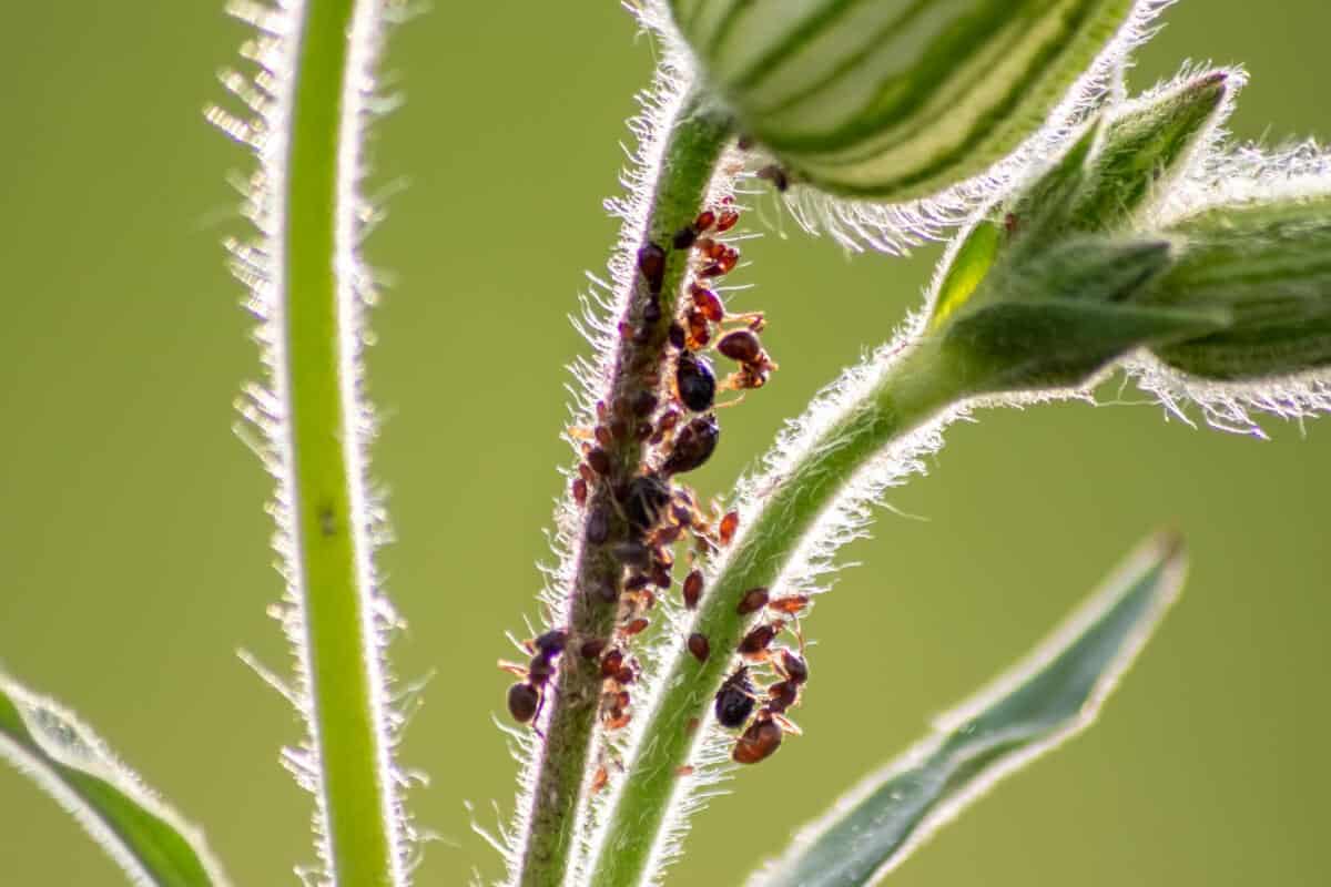 Keep Ants Away From Watermelon Plants