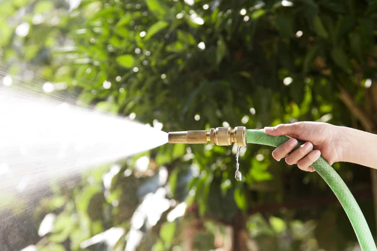 Keep Ants Away using Water Blast