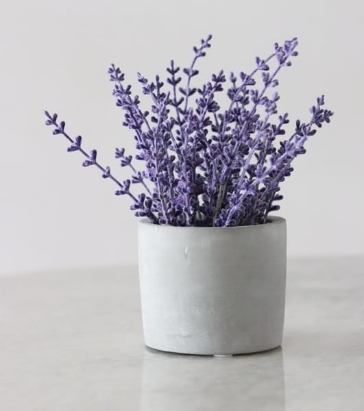 Lavender Plants That Repel Flies