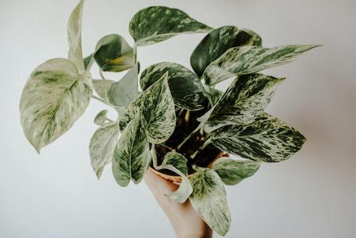 Marble Queen Pothos Variety