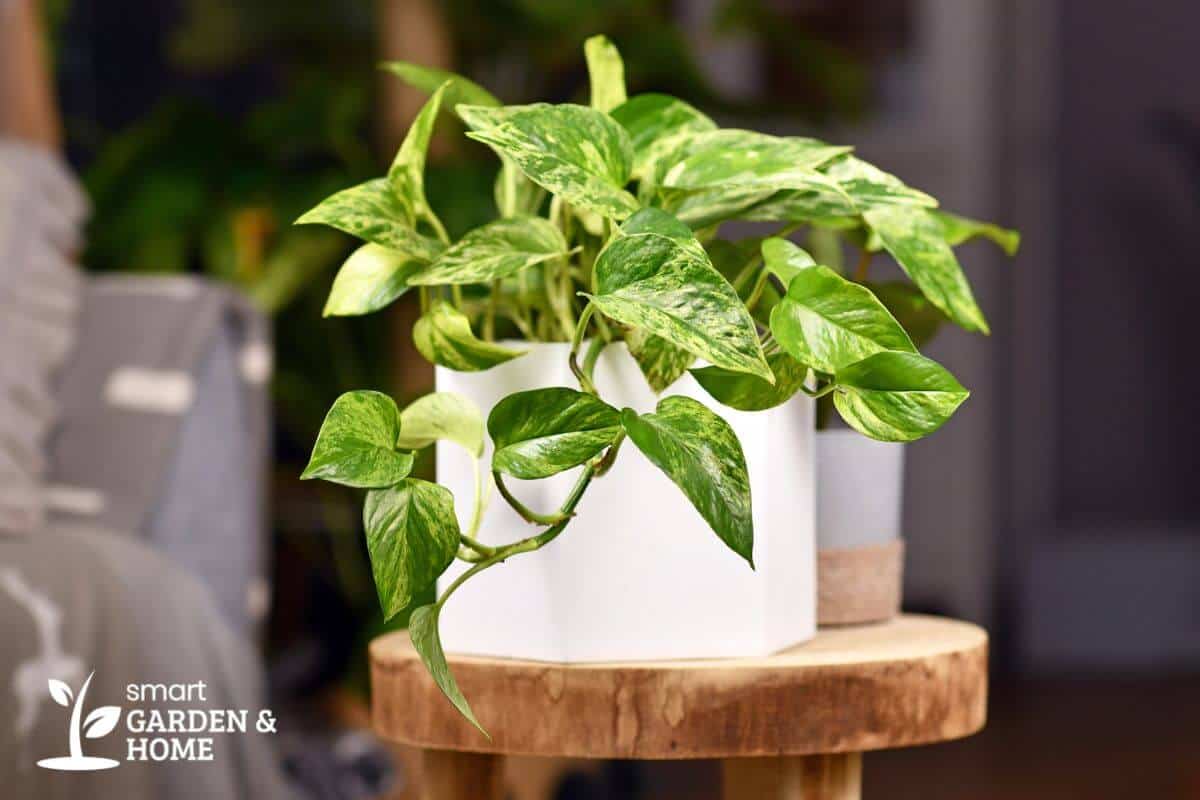 A healthy green marble queen pothos plant with variegated leaves sits in a white square pot on a wooden stool.