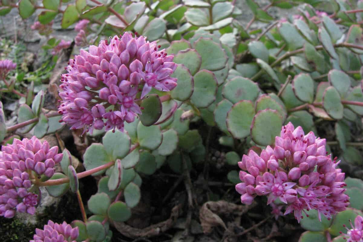 October Daphne Stonecrop