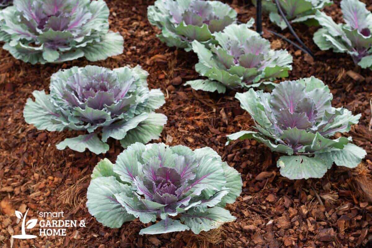 Ornamental Cabbage