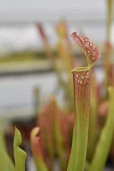 Pitcher Plant Carnivorous Houseplant