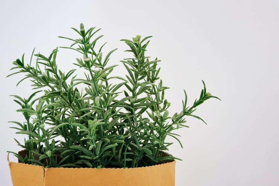 Rosemary Indoor Plants that Repel Mosquitoes