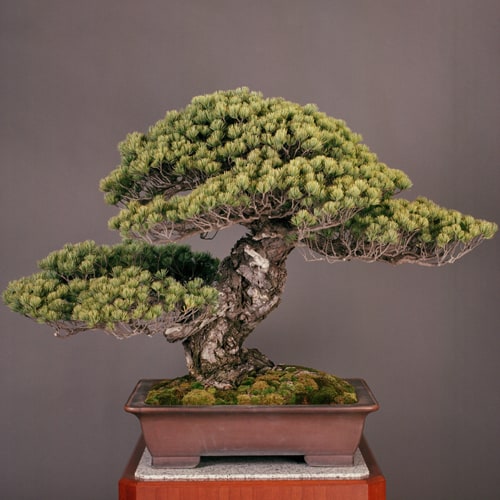 Sandal Shogun No Matsu Bonsai Tree