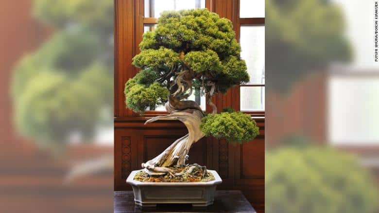 Shimpaku Juniper - Most Expensive Bonsai Tree