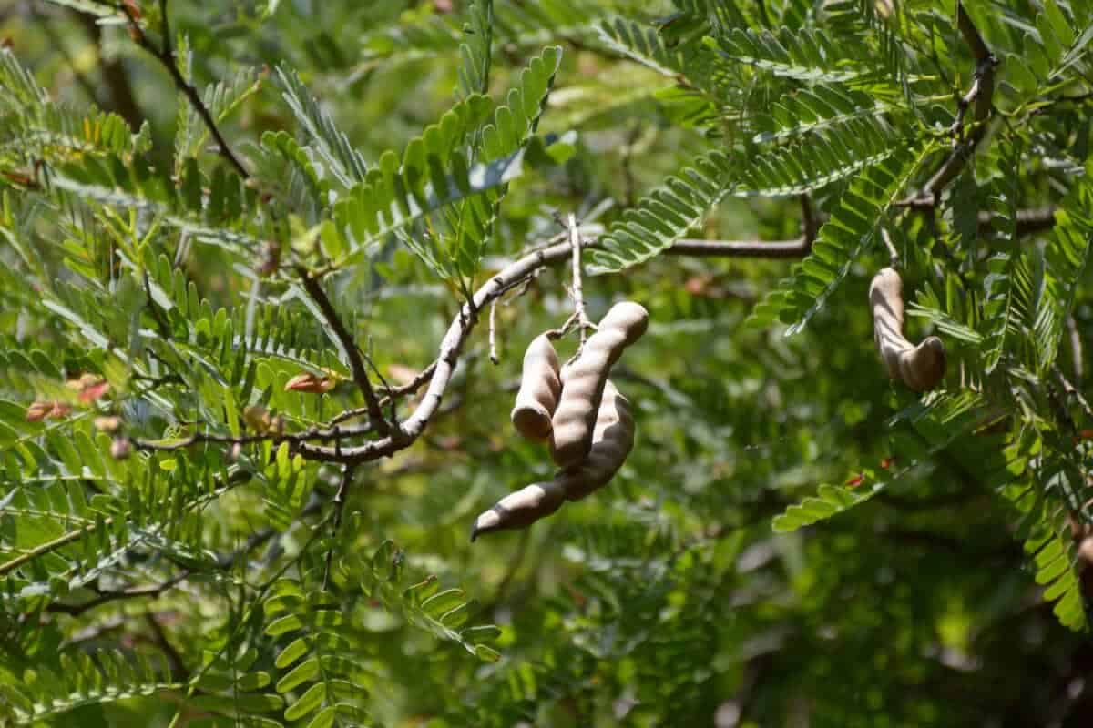 Tamarind Tree