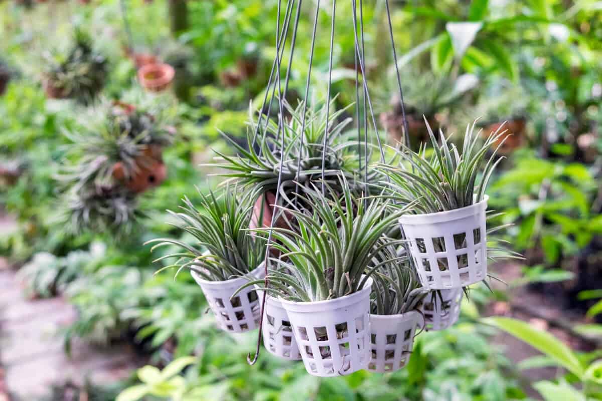 Tillandsias