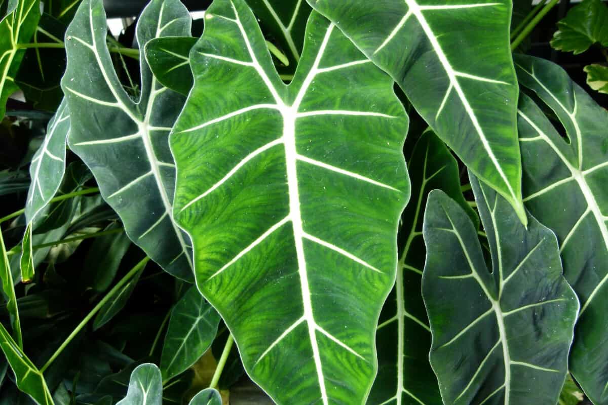 Alocasia Frydek