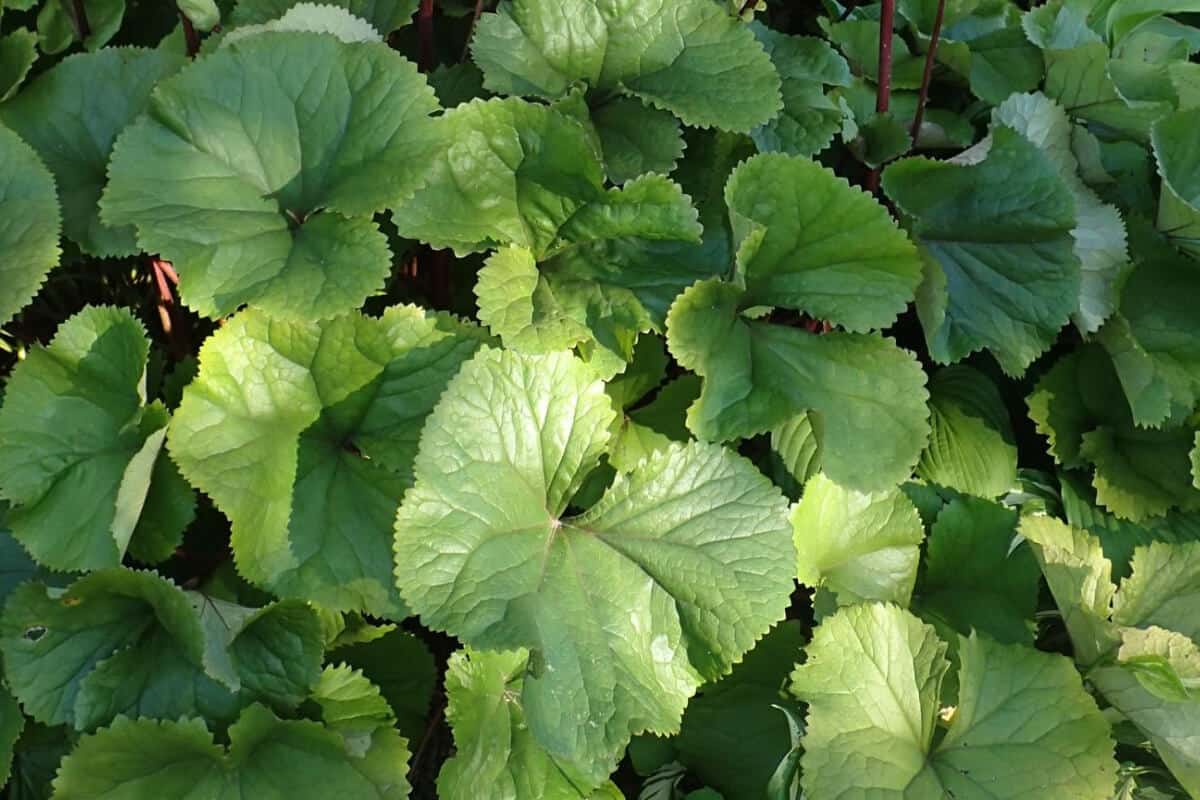 Big Leaf Ligularia