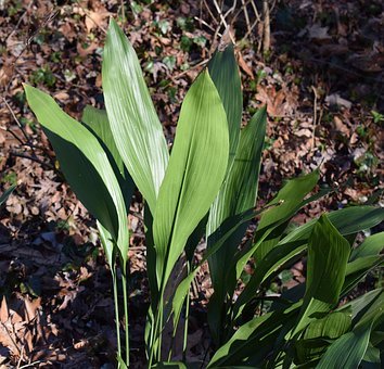 Cast Iron Plant Most Common and Popular Houseplant