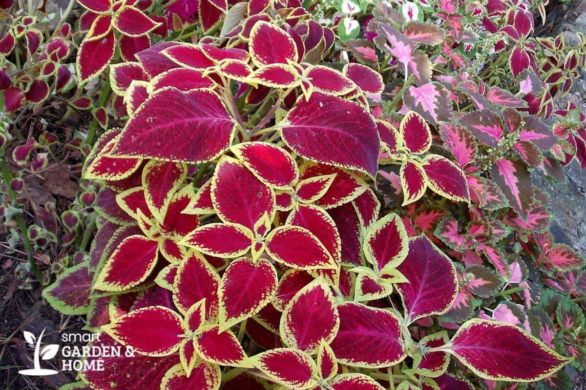 Coleus Versa Watermelon