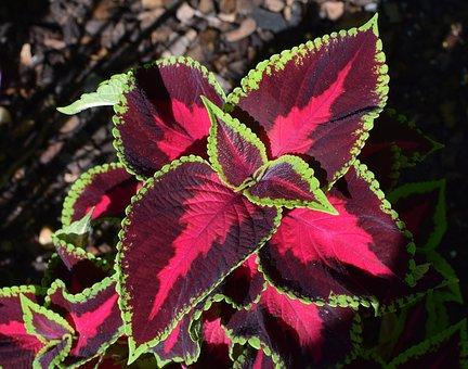 Coleus Colorful Houseplant