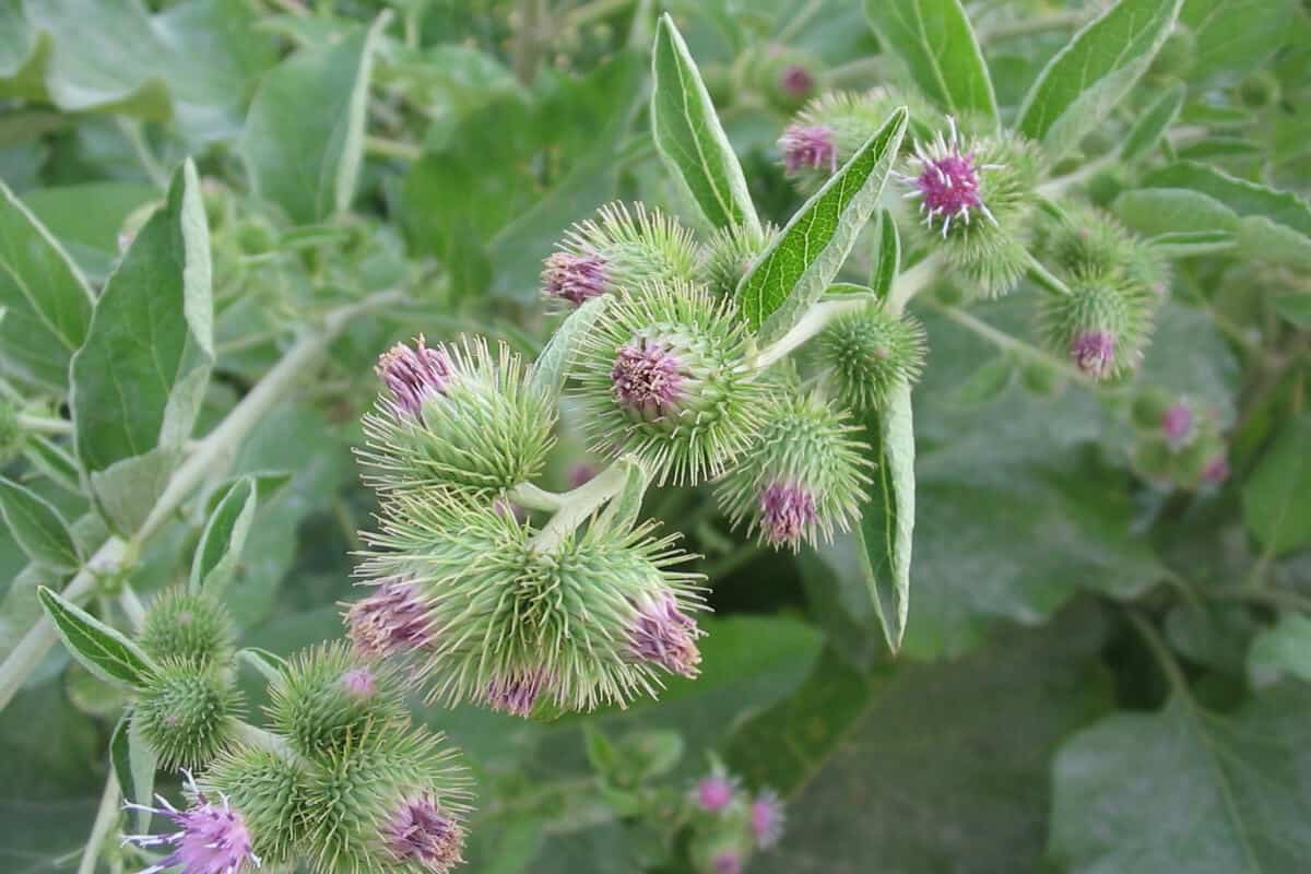 Common Burdock