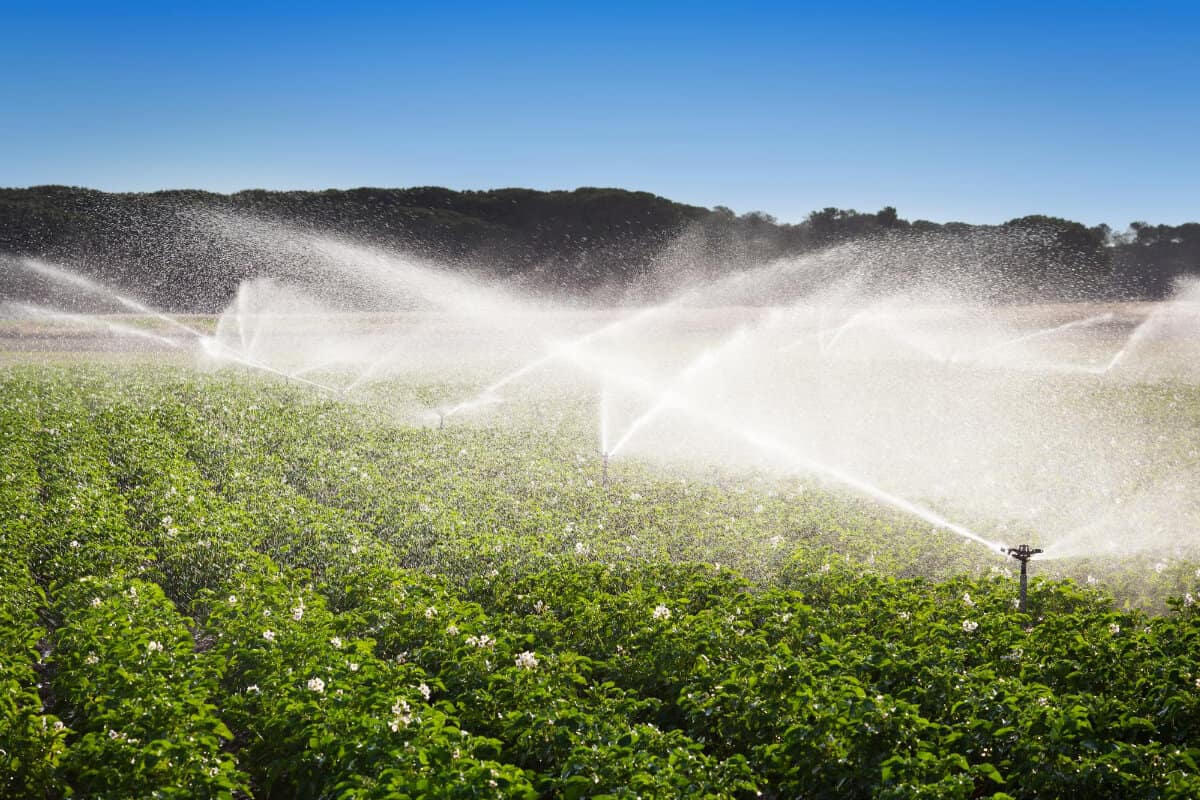 Pest Control Prevents a Decrease in the Food Supply