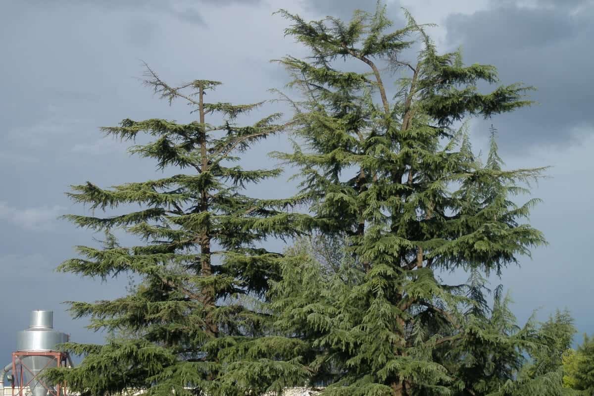 Deodar Cedar