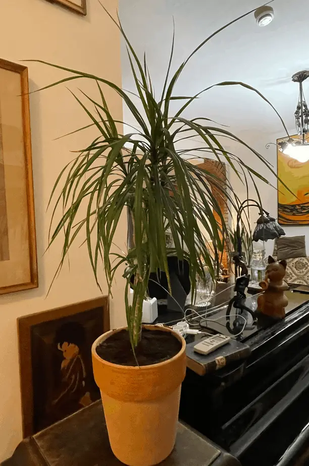 Dracaena Marginata Dragon Tree Best Indoor Plant
