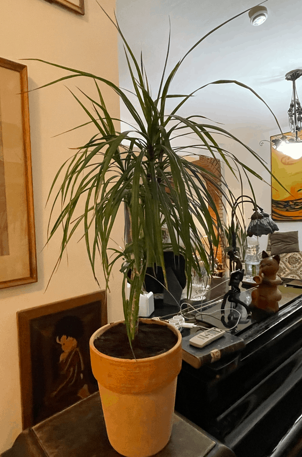 Dracaena Marginata Dragon Tree Best Indoor Plant