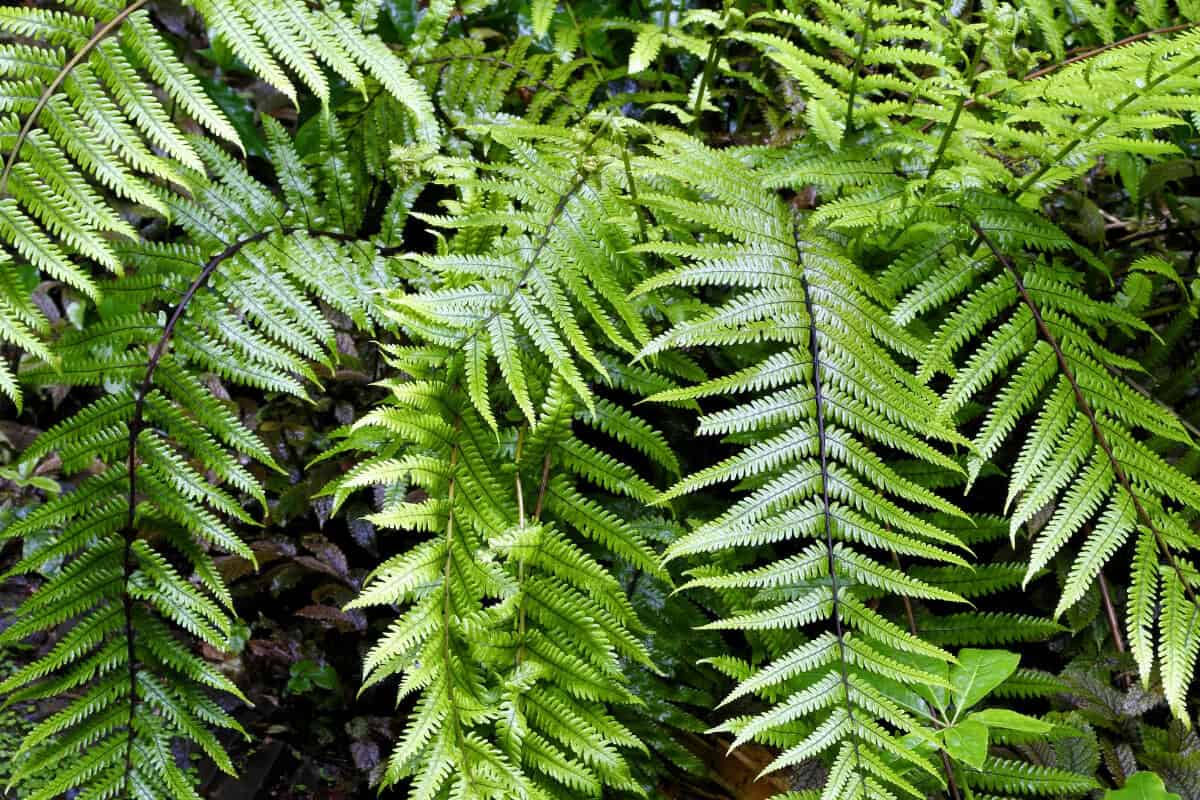 Ferns