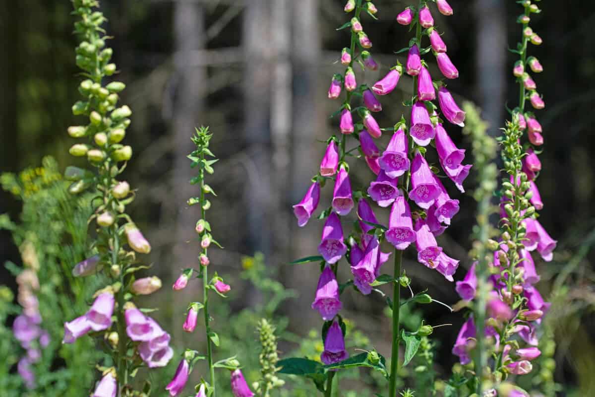 Foxglove