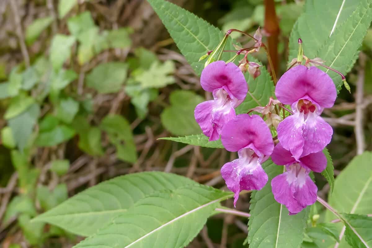 Himalayan Balsam