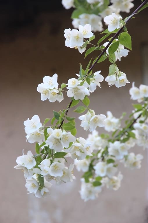 Jasmine Plant Indoor Climbing Plant