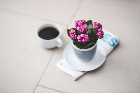 Kalanchoe Plant Poisonous Houseplant