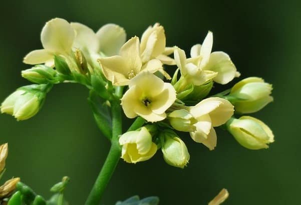 Kalanchoe Plant Small Houseplant