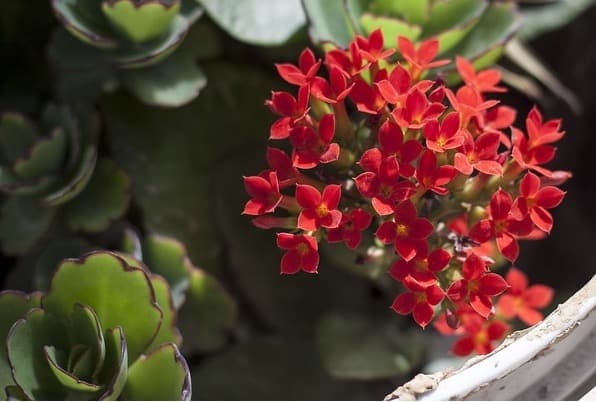 Kalanchoe Plant Best Window Plant