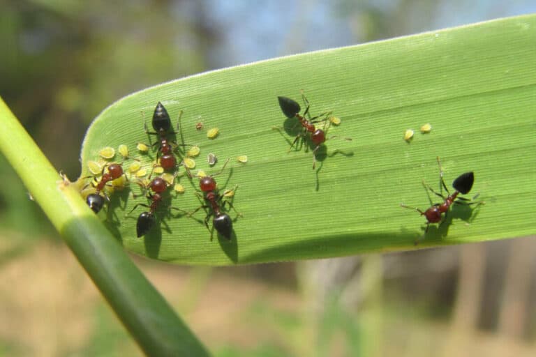 Are Ants On Corn Plants Bad How To Keep Them Off Smart Garden And Home   06 Keep Ants Away Aphid Infestations 768x512 