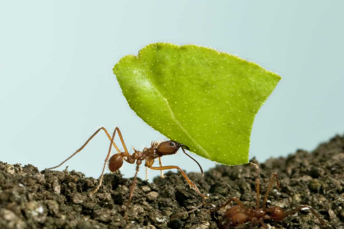 Keep Leafcutter Ants Away