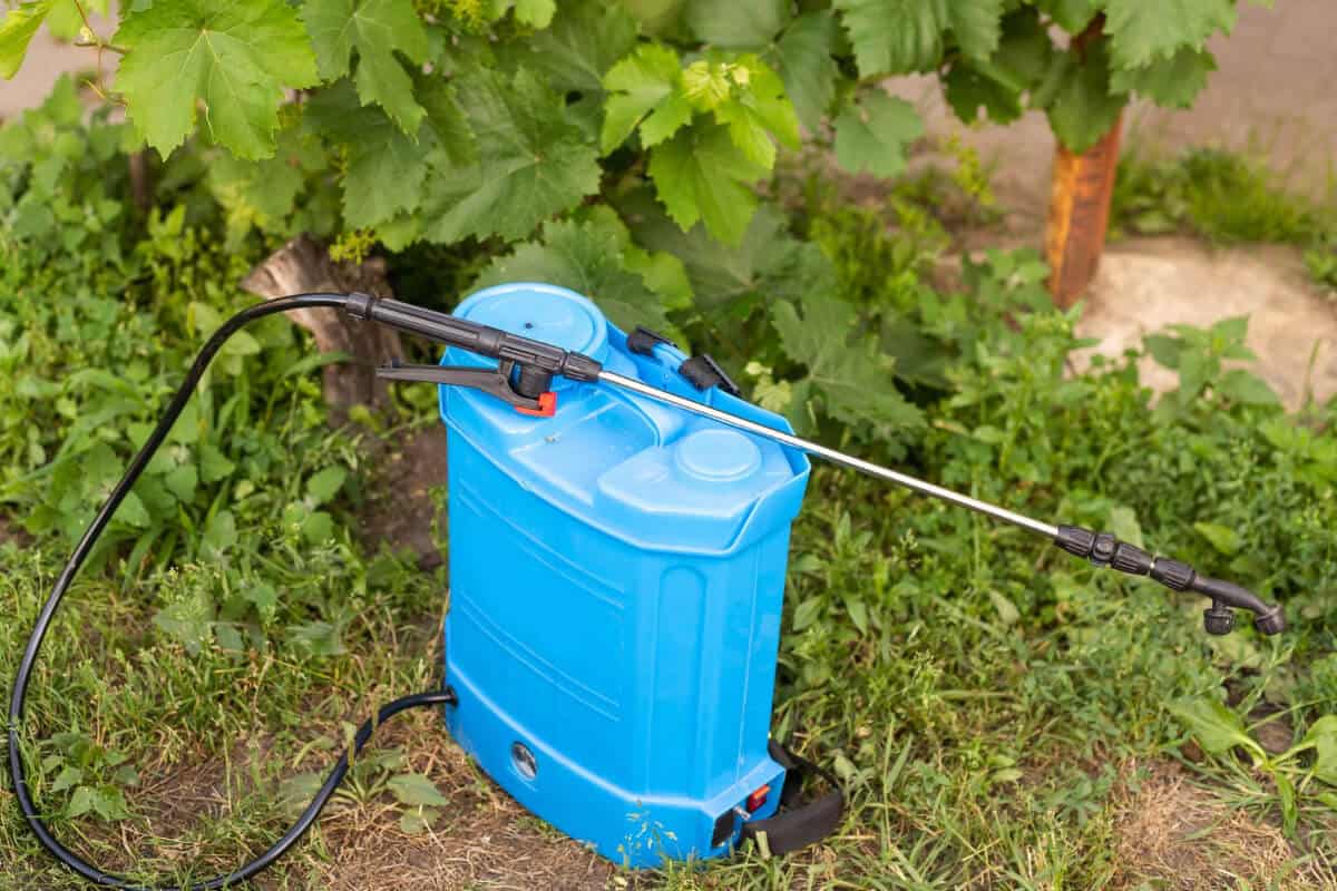 Keep Ants Away From Watermelon Plants by Spraying Aphids