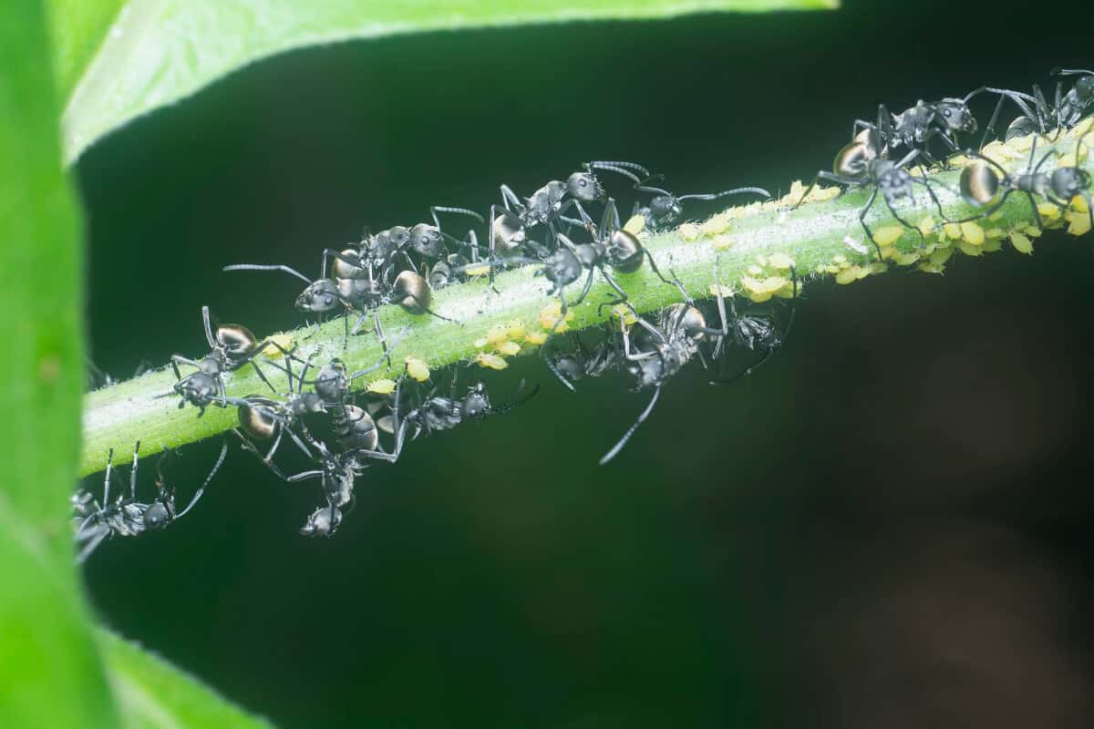 Keep Ants Away by Getting Rid of Aphids