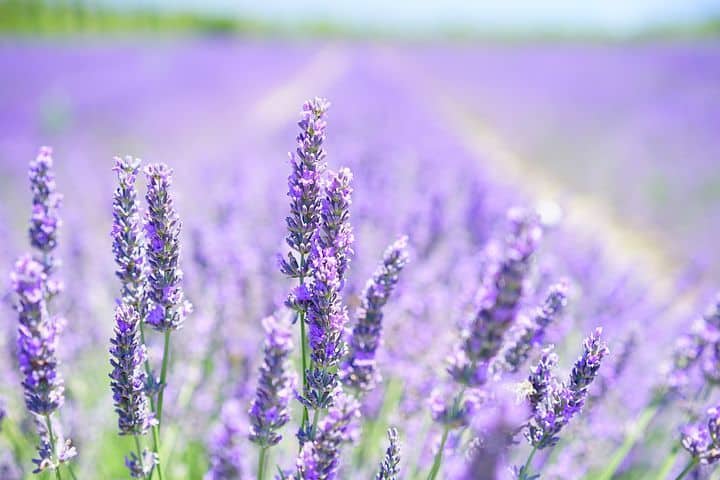 Lavender Outdoor Plants That Repel Mosquitoes