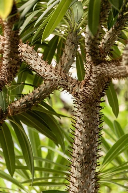 Madagascar Palm