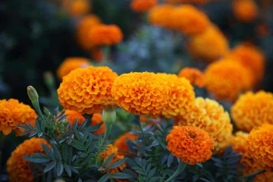 Marigold Plants That Repel Flies