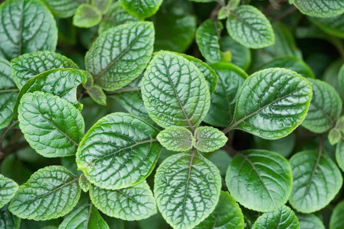 Mint Plant to Deter Fire Ants