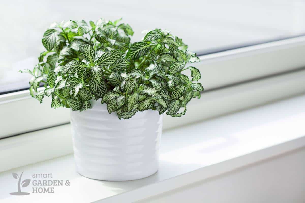 A small green nerve plant with white-veined leaves sits in a white ceramic pot on a windowsill.