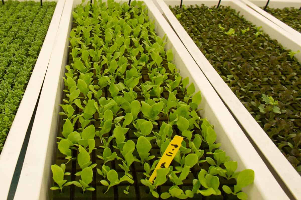 A hydroponic indoor garden with various types of leafy greens growing in oasis cubes.