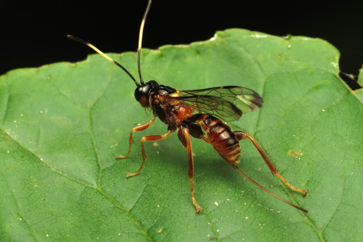 Parasitic Wasp