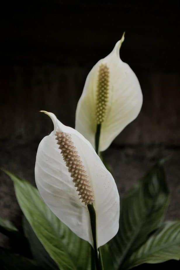 Peace Lily Plant For Offices With No Windows